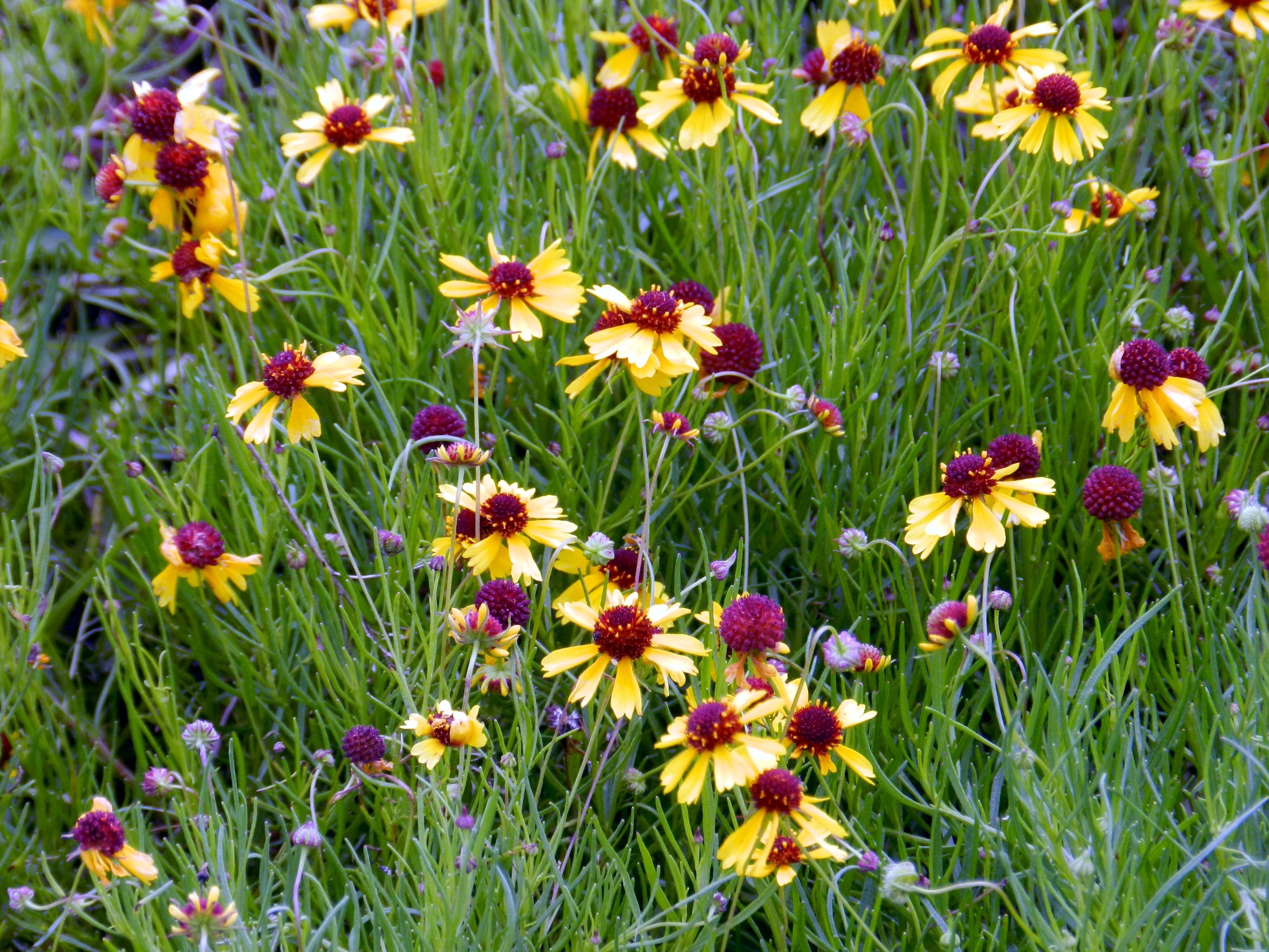 image of yellow wildflowers in a field of green grass