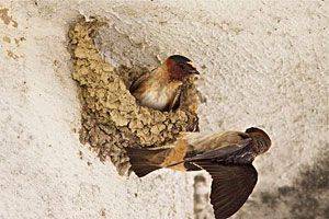 Cliff Swallows