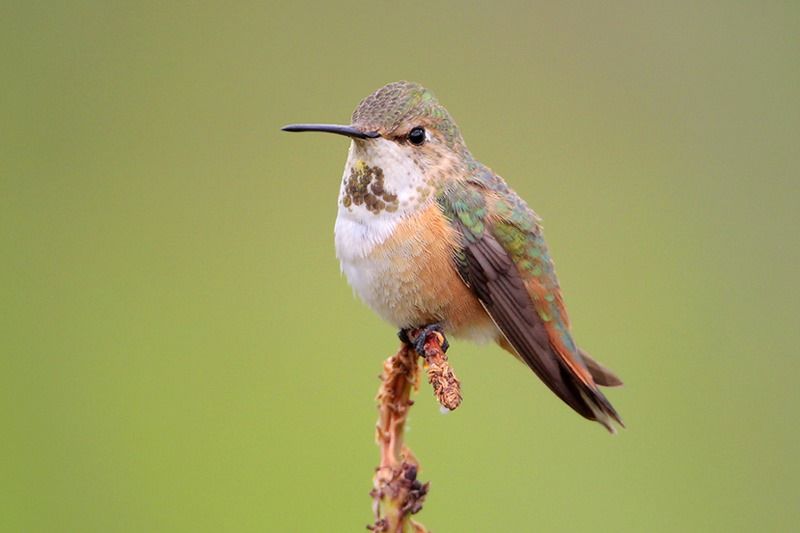 Rufous Hummingbird female