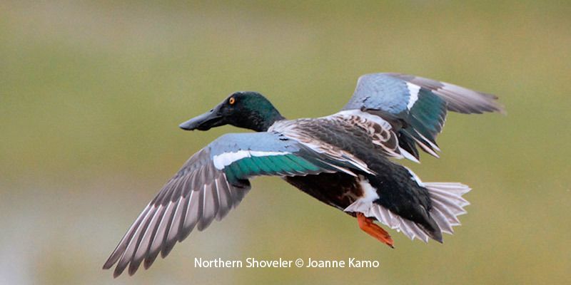 Northern Shoveler