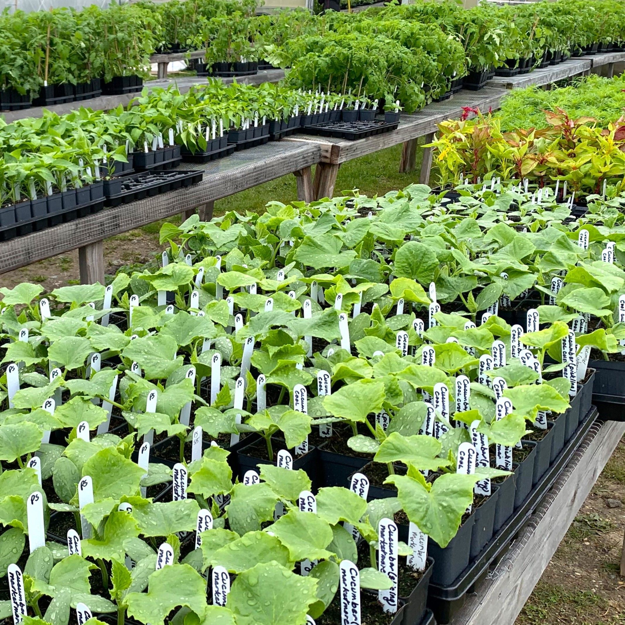 Spring Plant Sale is accepting orders