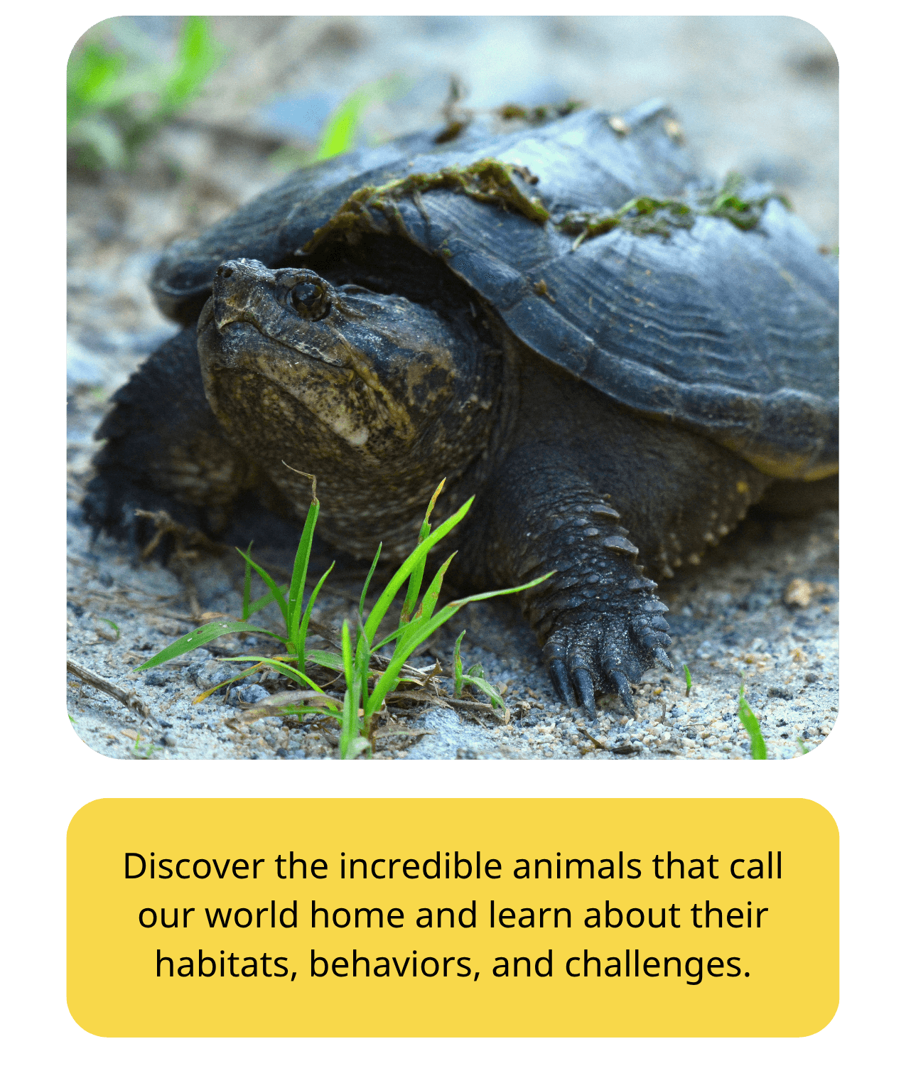 Close-up of a box turtle on sand with moss on its shell