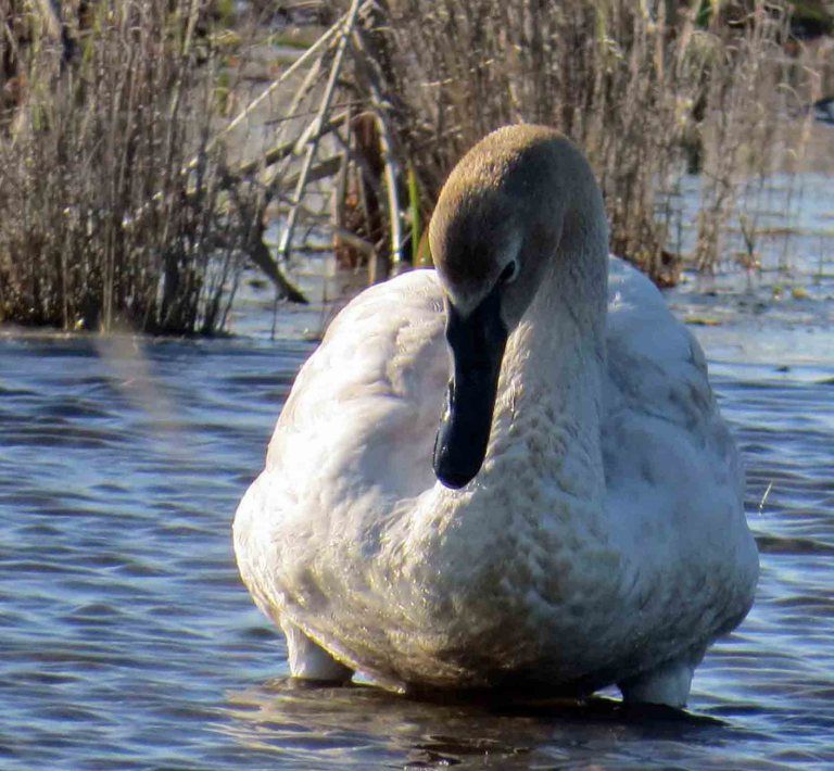 Trumpeter Swan leaves North Carolina's Outer Banks
