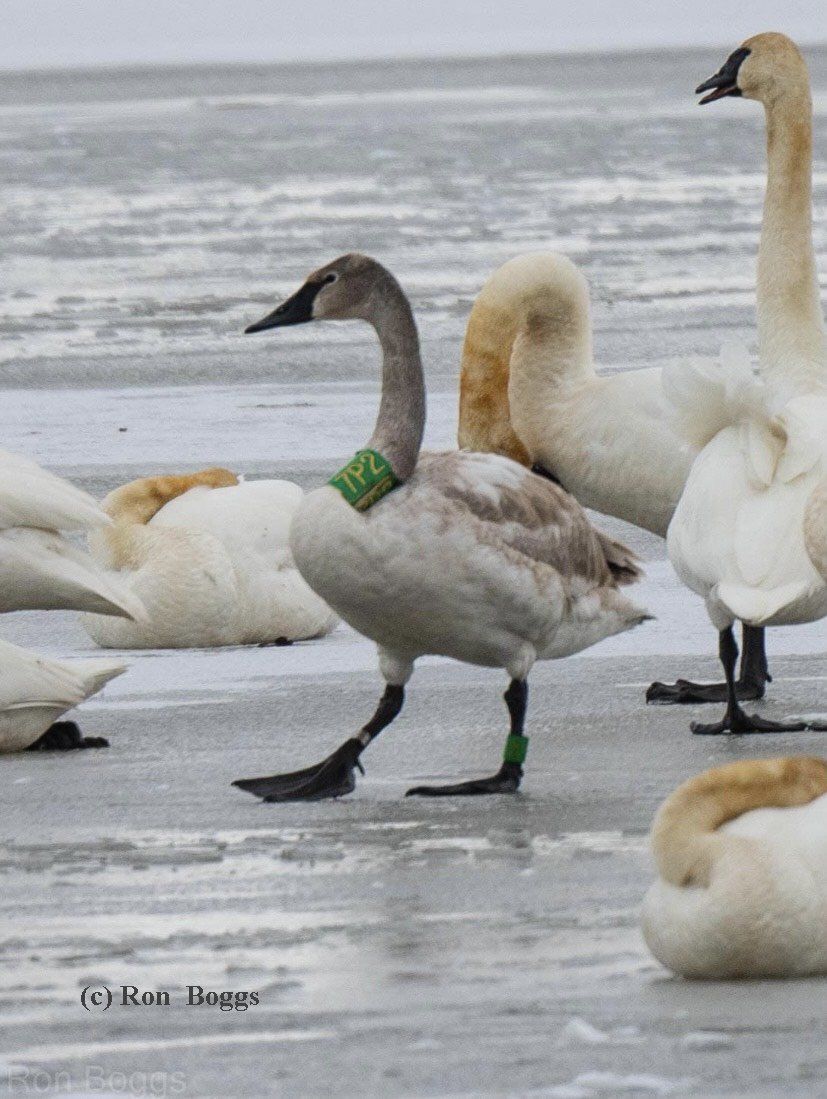 Green collared Iowa swan 7P2 went to Missouri its first winter