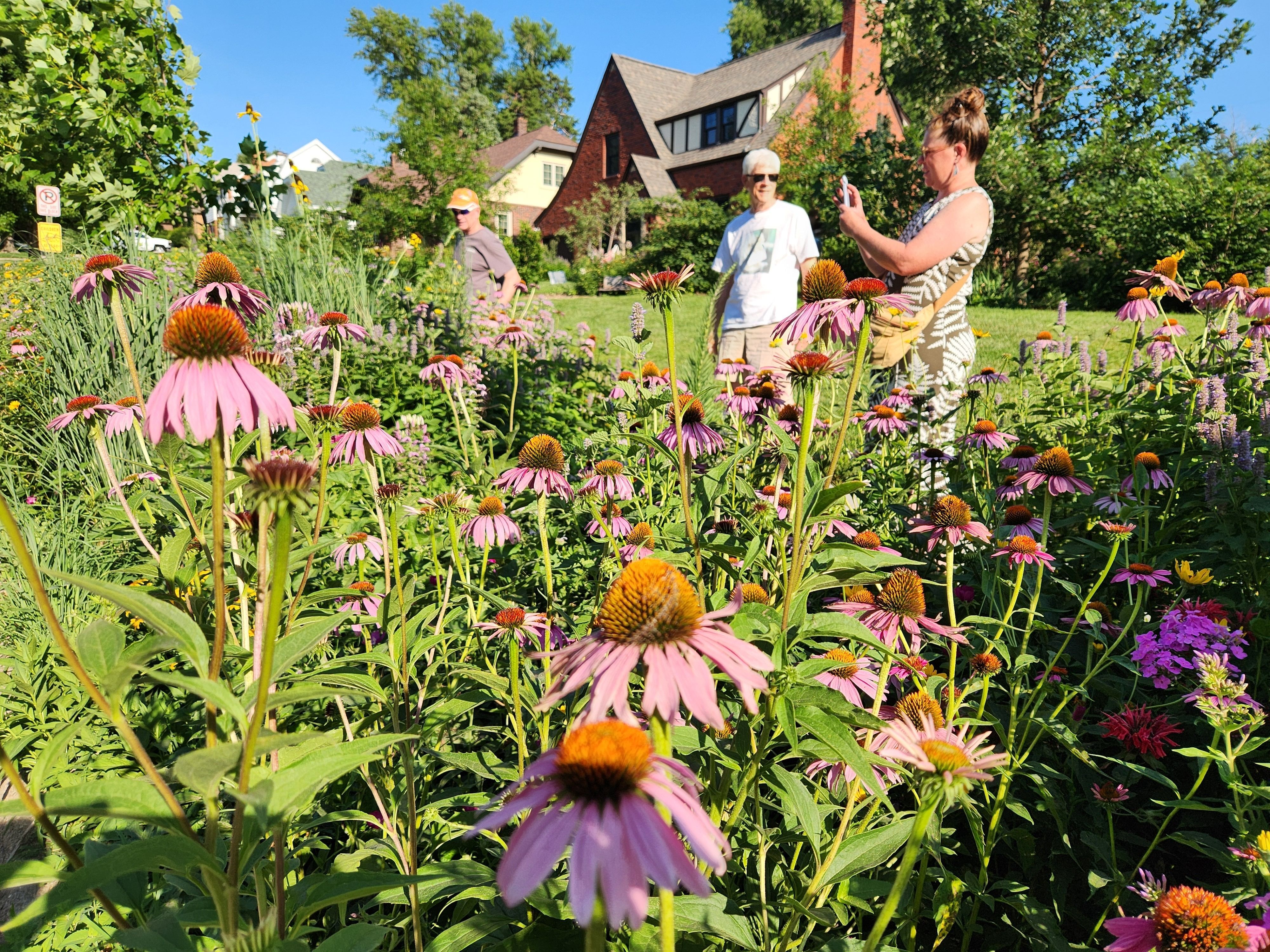 A garden of pink coneflowers and other plants with a man and a woman standing in the background. 