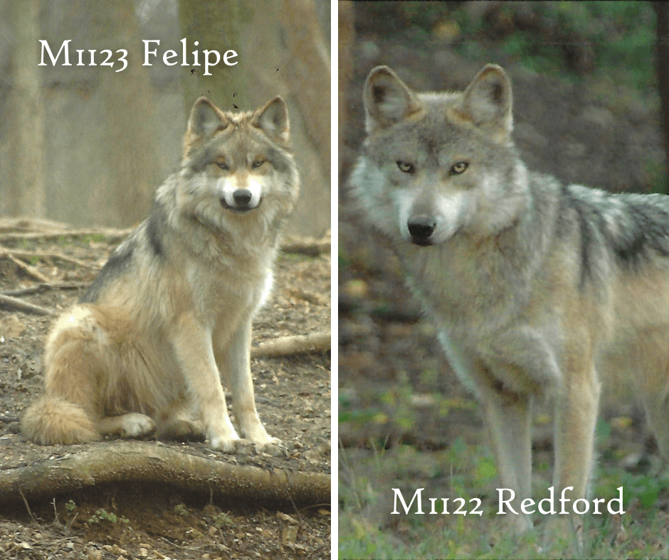 Two side-by-side portraits of Felipe and Redford the Mexican Gray Wolves. Each wolf stares directly at the camera, their beautiful full coats warm in the sunlight.