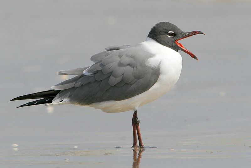 Laughing Gull