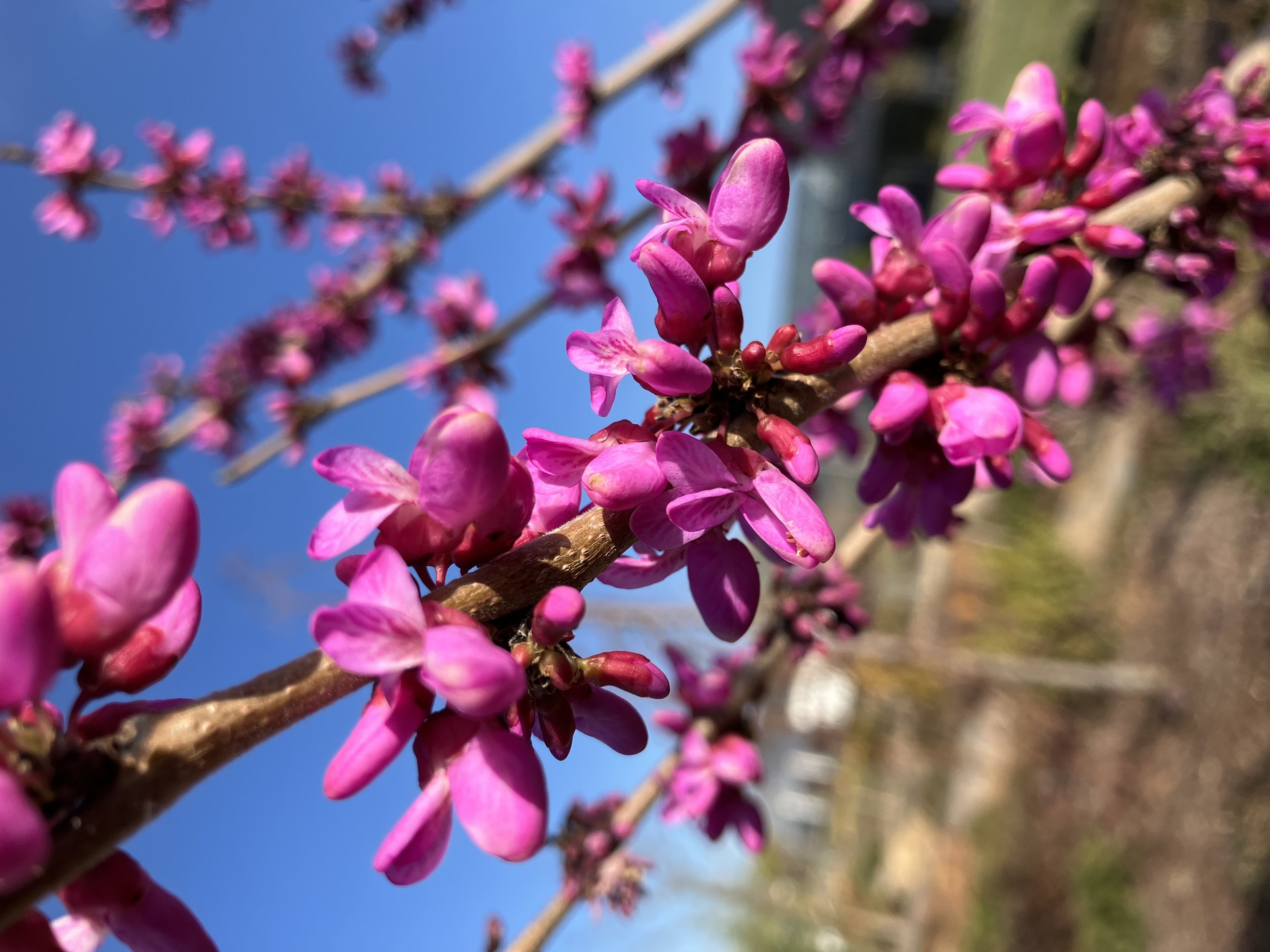 Missoula County Pest Alert Message April 21, 2026