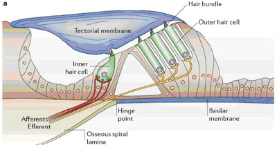 A picture of The sensory and motor roles of auditory hair cells