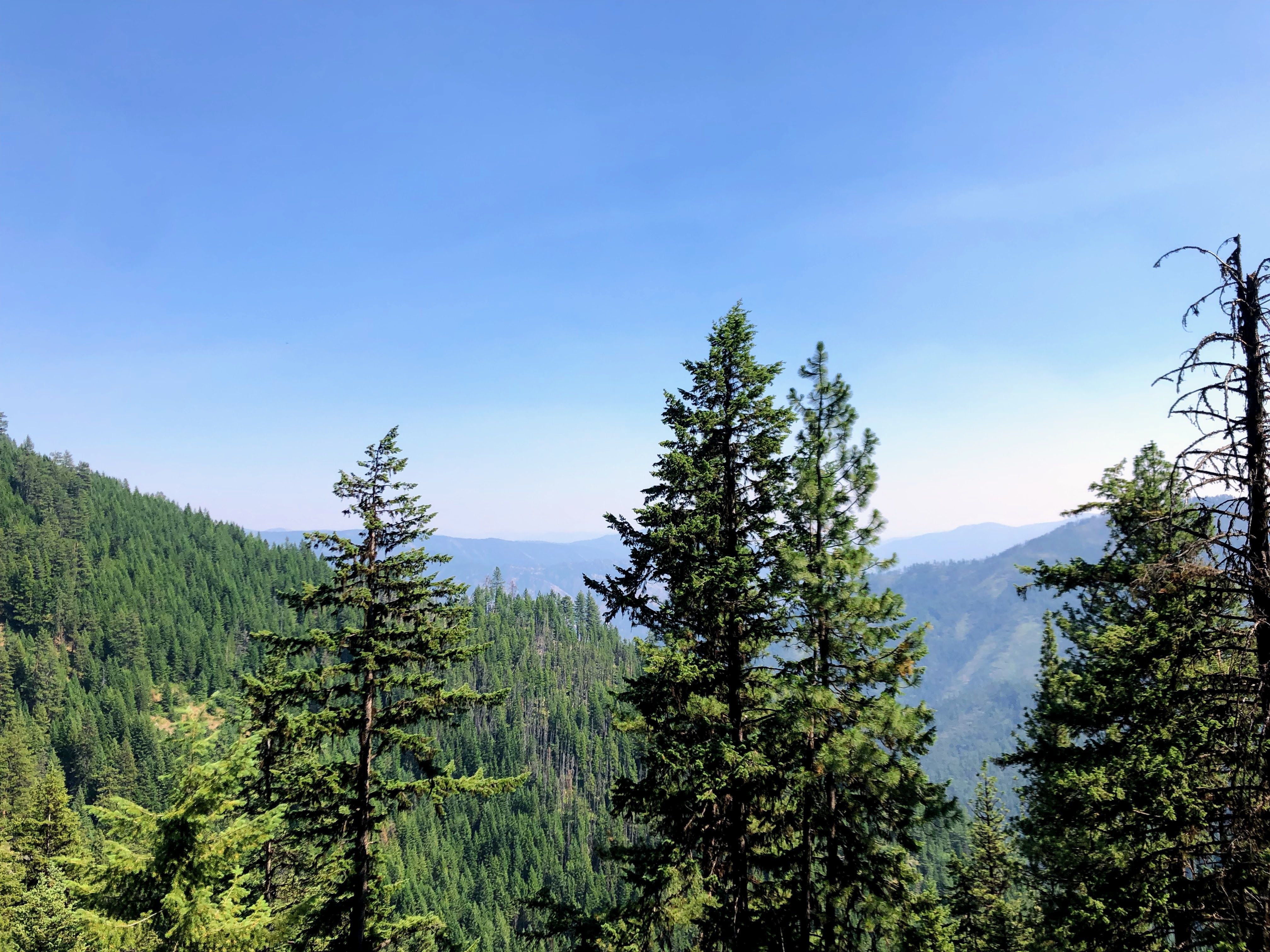 A forest scene from a hillside