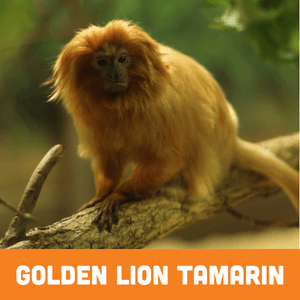 Golden lion tamarin