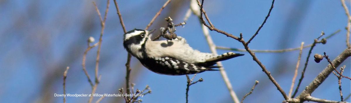 audubon downy woodpecker