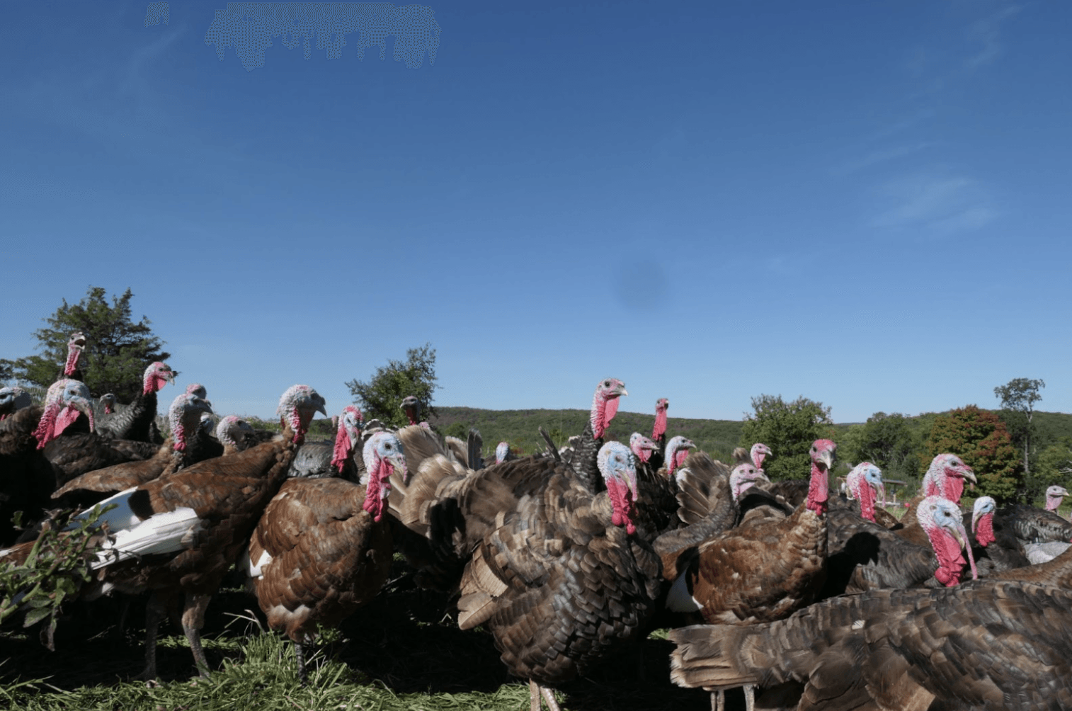 Heritage-Breed Turkey Preorders are Live!