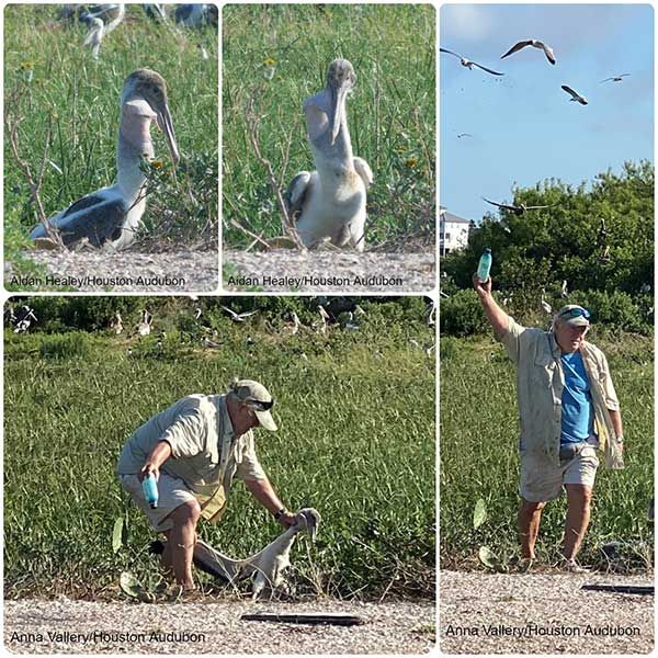Pelican Rescued From Plastic Bottle