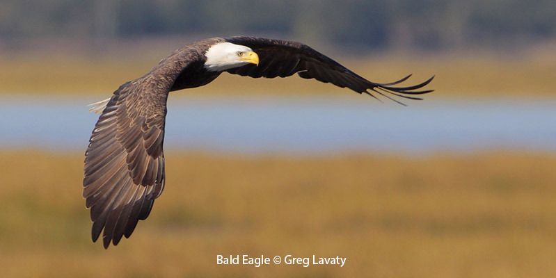 Bald Eagle