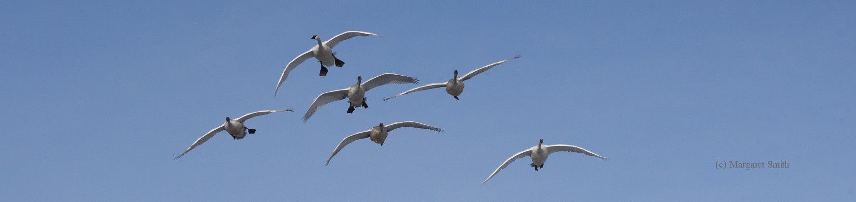 The Trumpeter Swan Blog has lots of information about swans, issues and updates