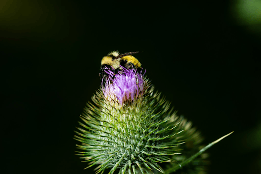 Buzzing Through Nebraska: Honoring World Bee Day