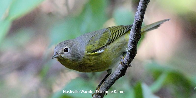 Nashville Warbler