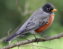 AMERICAN ROBIN  The Texas Breeding Bird Atlas