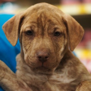Kiki - ADOPTED