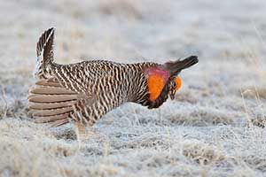 Beak of the Week: Attwater’s Prairie-Chicken