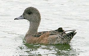 American Wigeon (female)