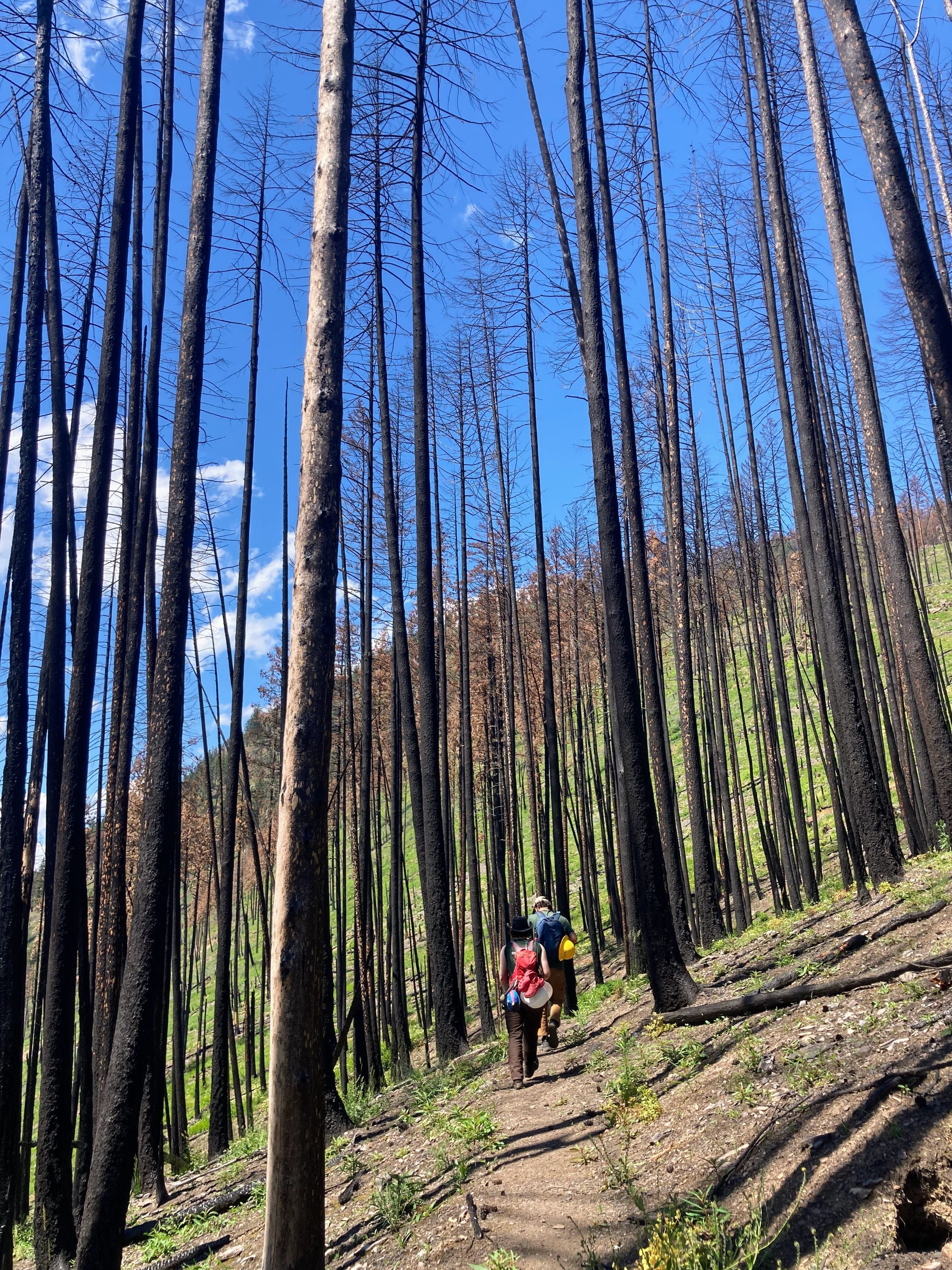 A view through charred trees