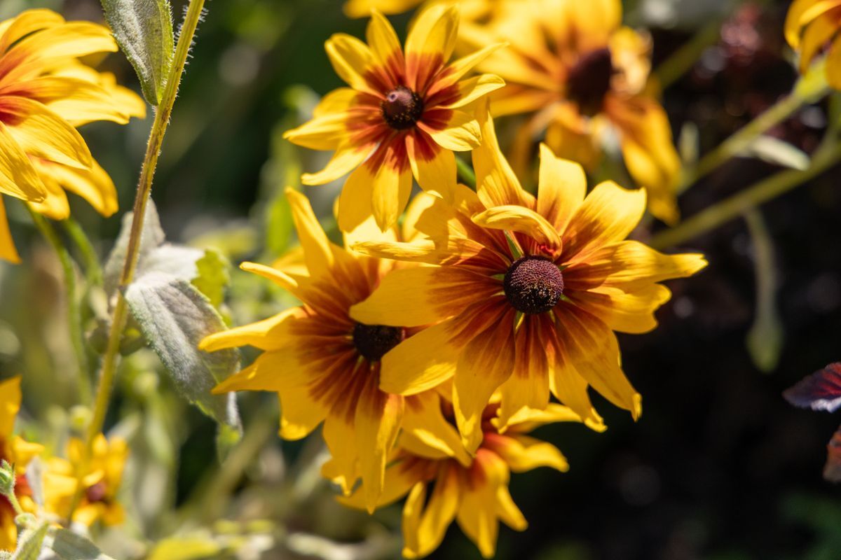 Picture of yellow flowers