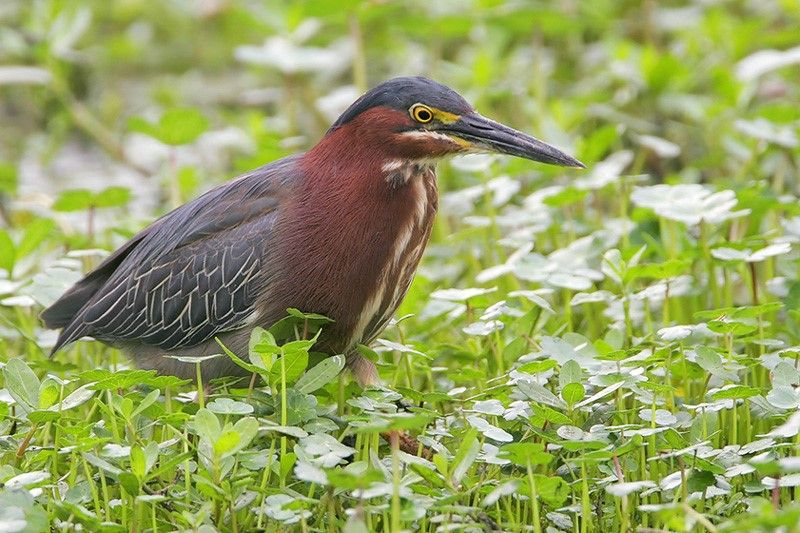 Green Heron