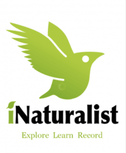 iNaturalist