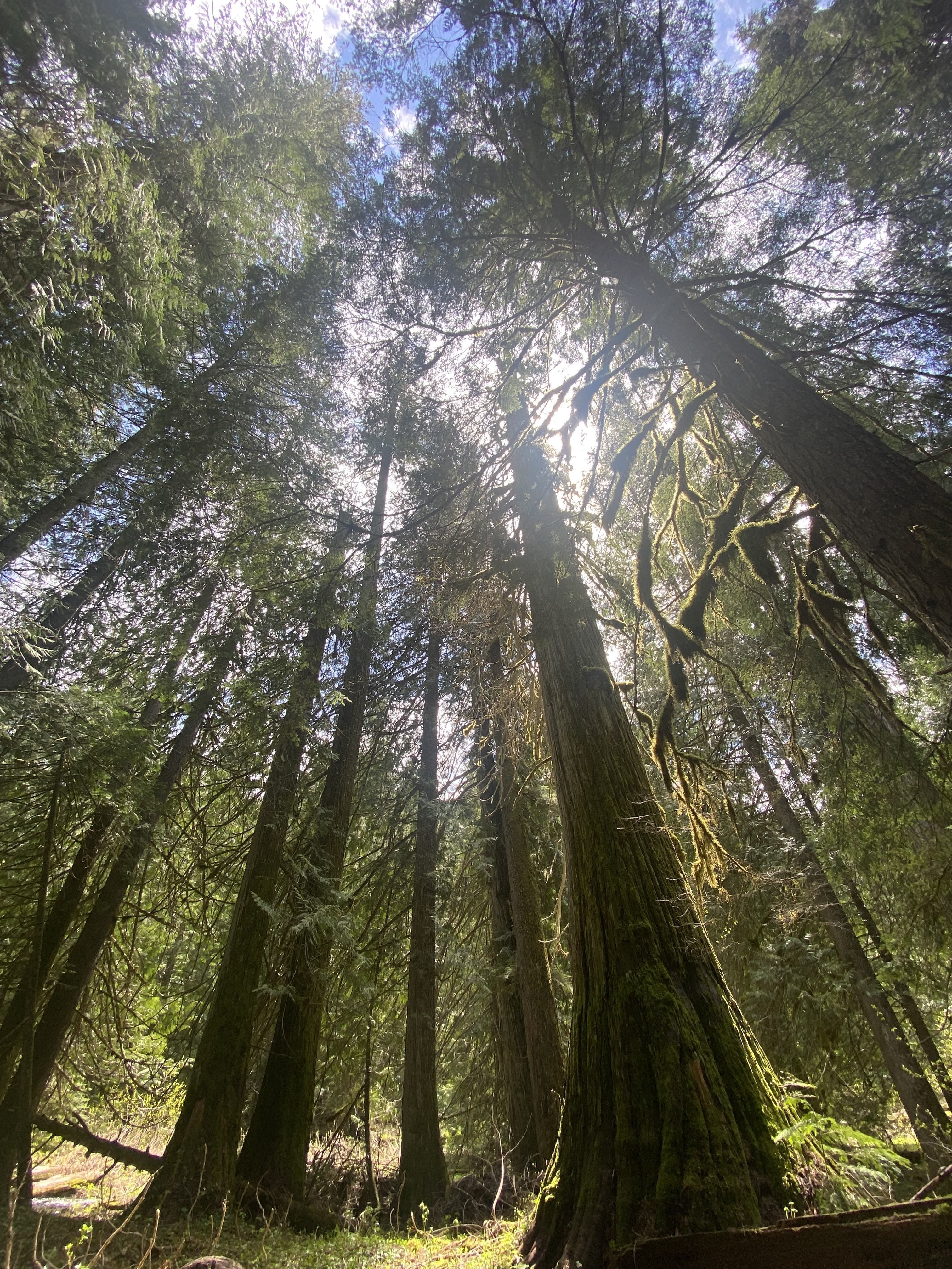 A view from the ground up towards a canopy of cedar trees.