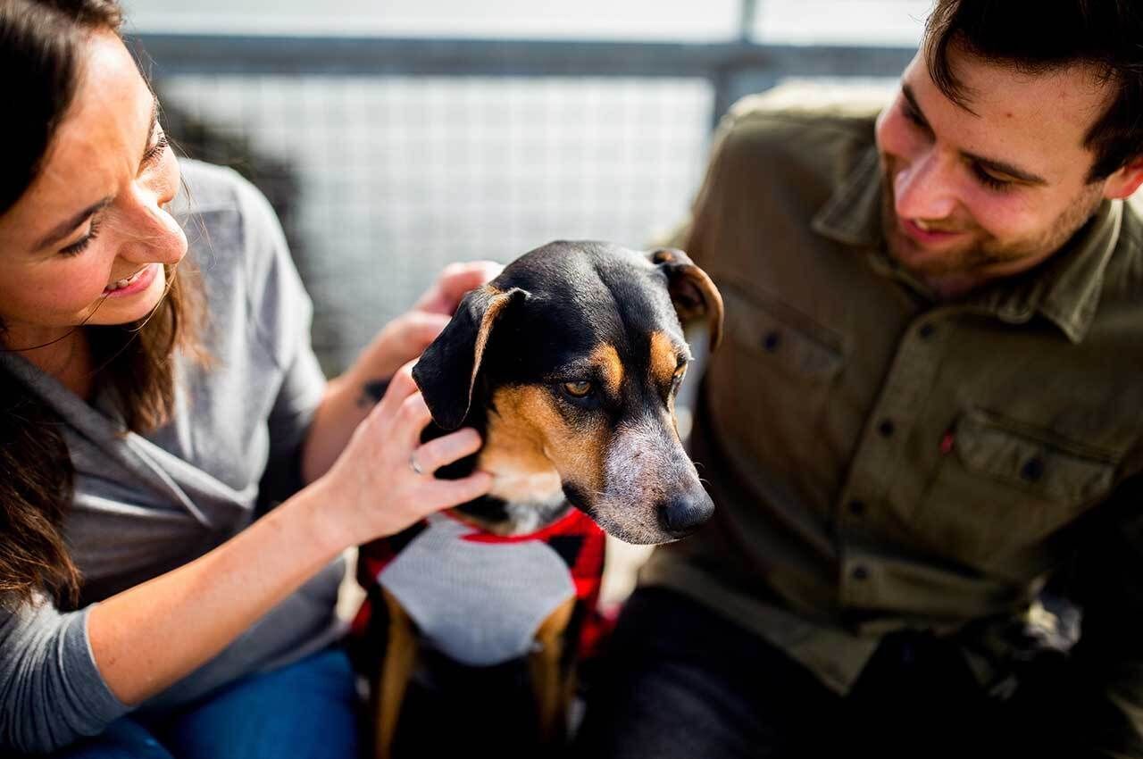 Pawsitive Impact Project