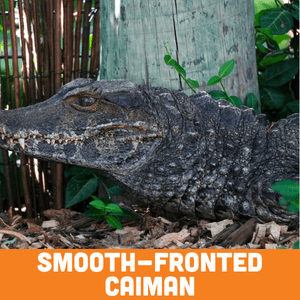 Smooth-Fronted Caiman