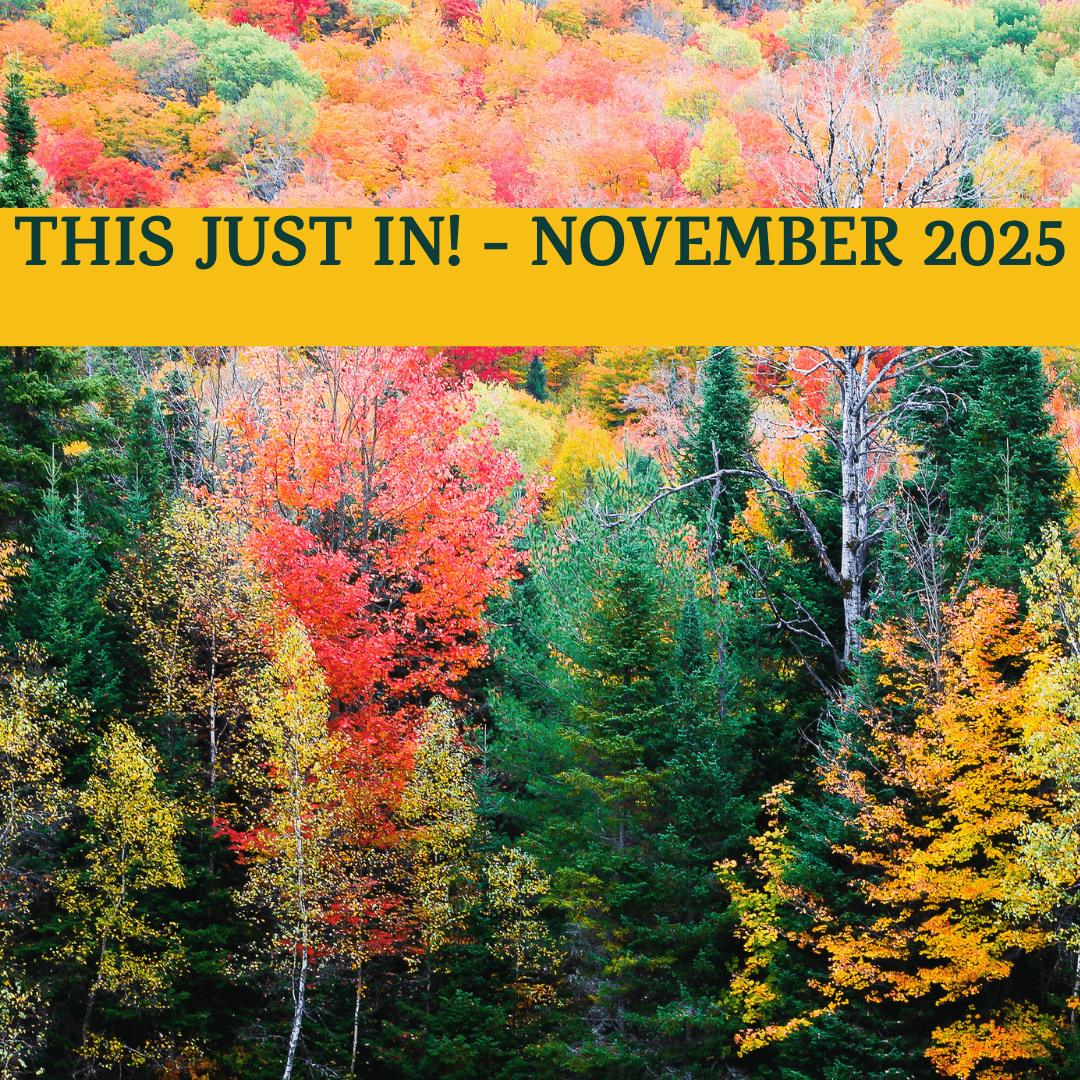 This Just IN! - November 2025