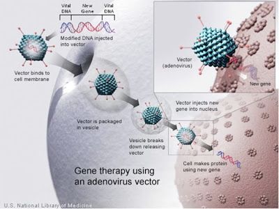 This is a picture of gene therapy using an adenovirus vector