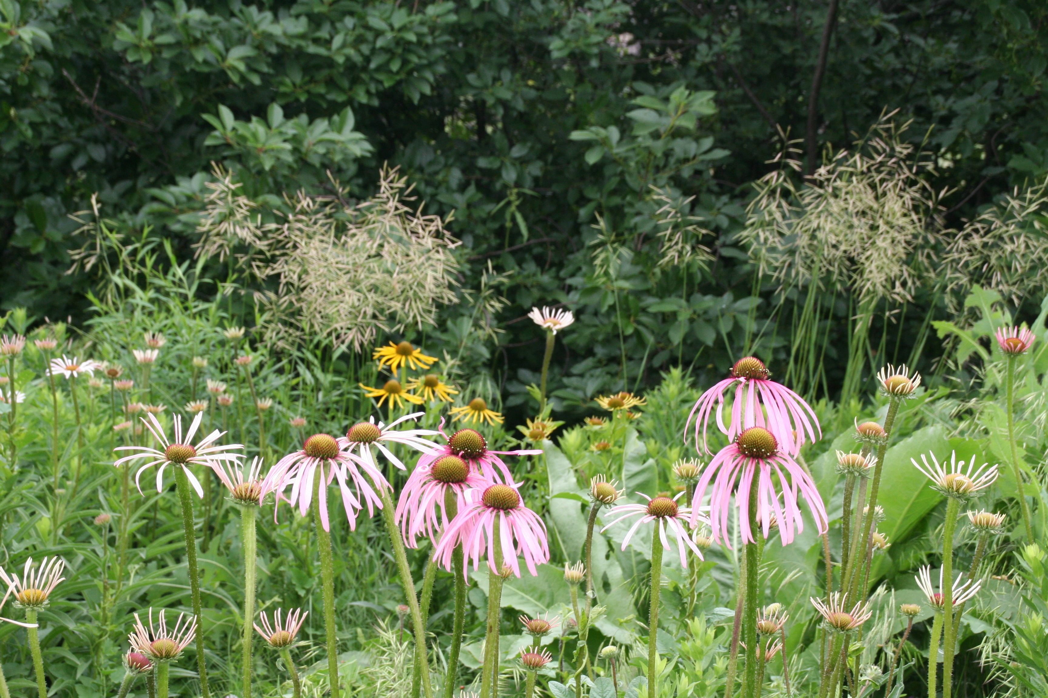 Pink and yellow coneflower bloom in a rain garden 