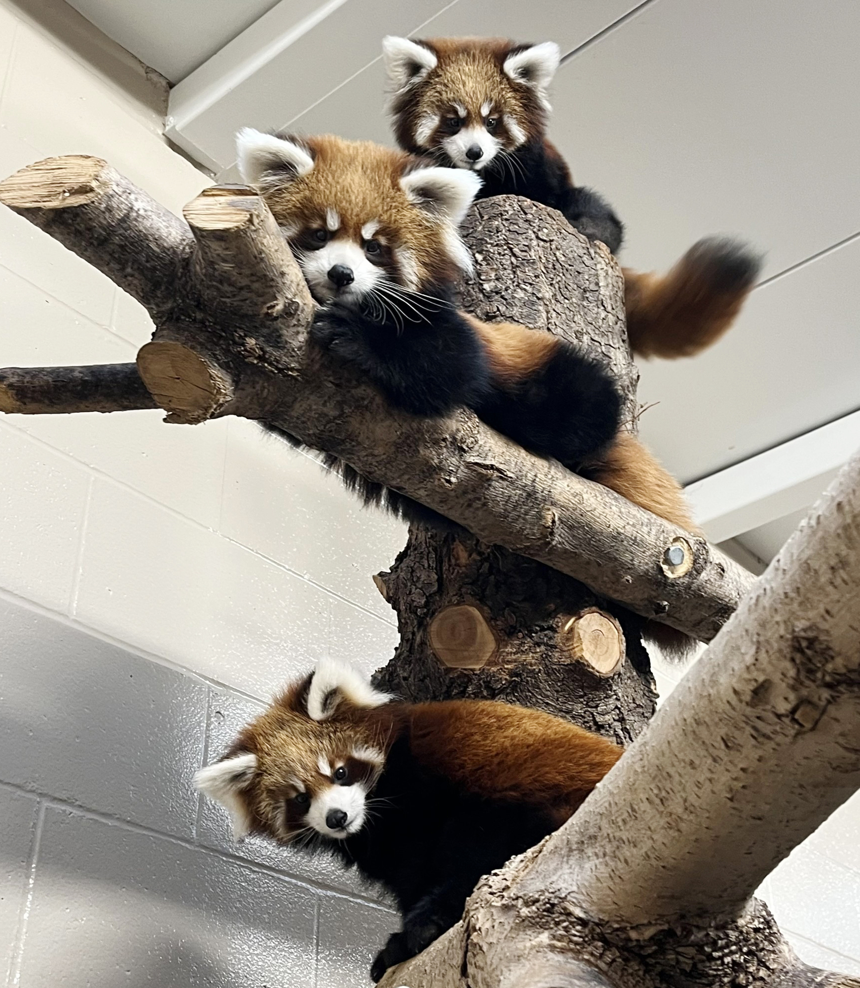 Red Panda Triplets • Symbolic Adoption Package