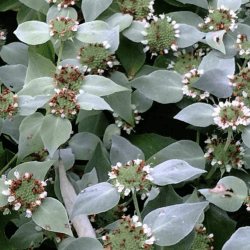 Short Toothed Mountain Mint