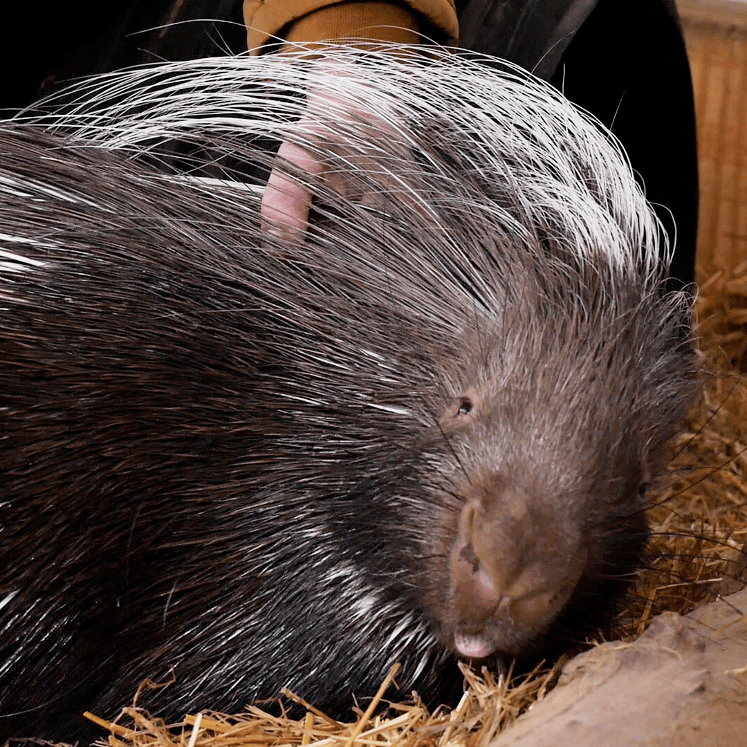 African Crested Porcupine | DOLLY