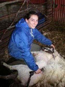Jesa Marsh sheering sheep