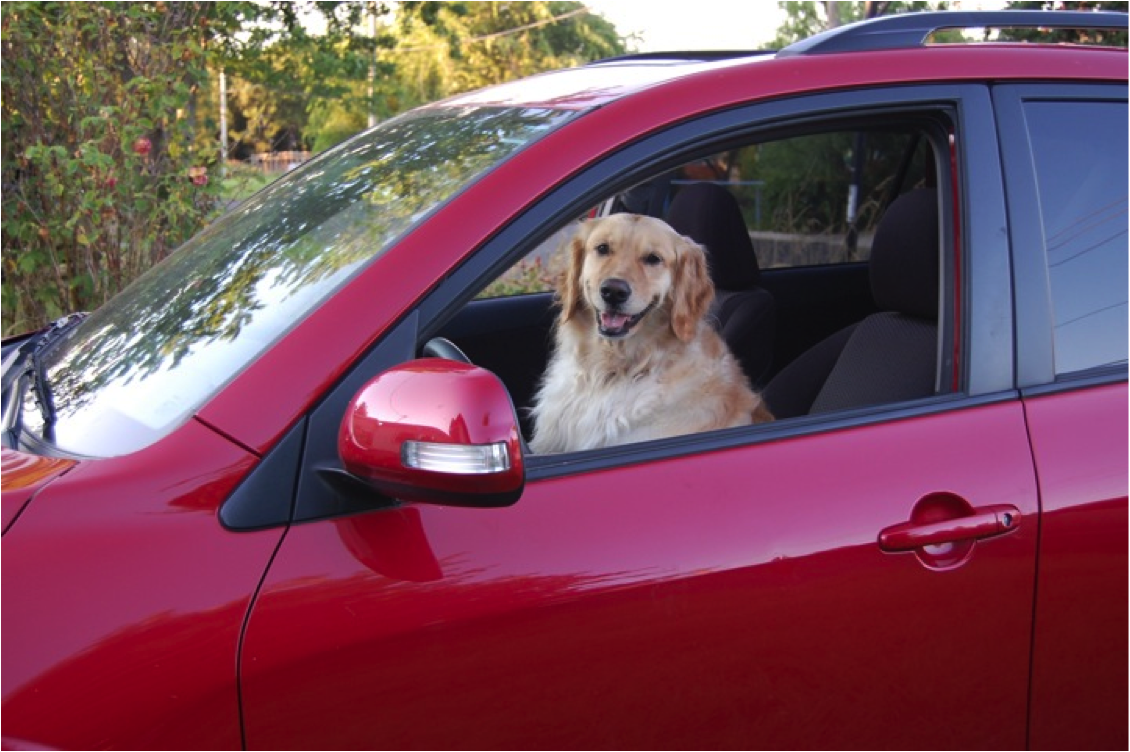 This is a picture of the author's dog in the front seat of her red car