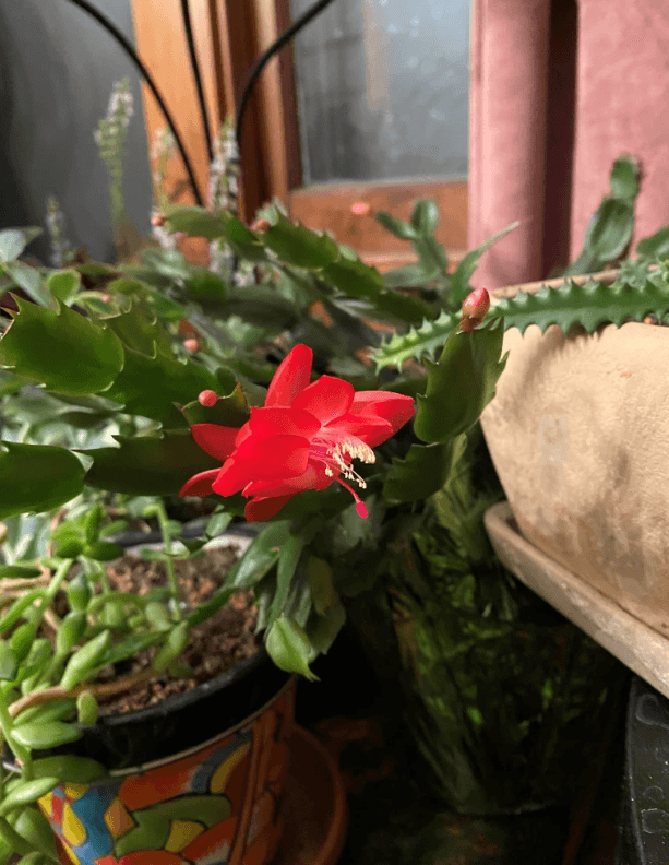 Hanna's Christmas cactus in bloom