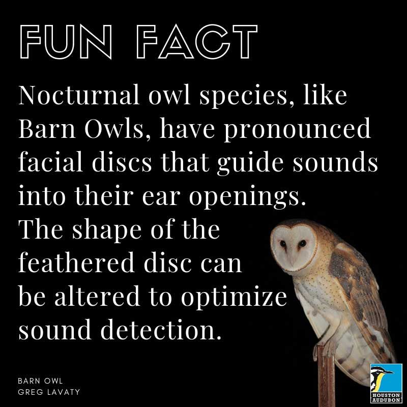 owl habitat facts