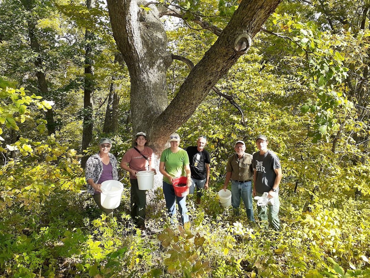 Nebraska Statewide Arboretum staff and board members collect acorns from a Chinkapin Oak near Indian Cave State Park. 