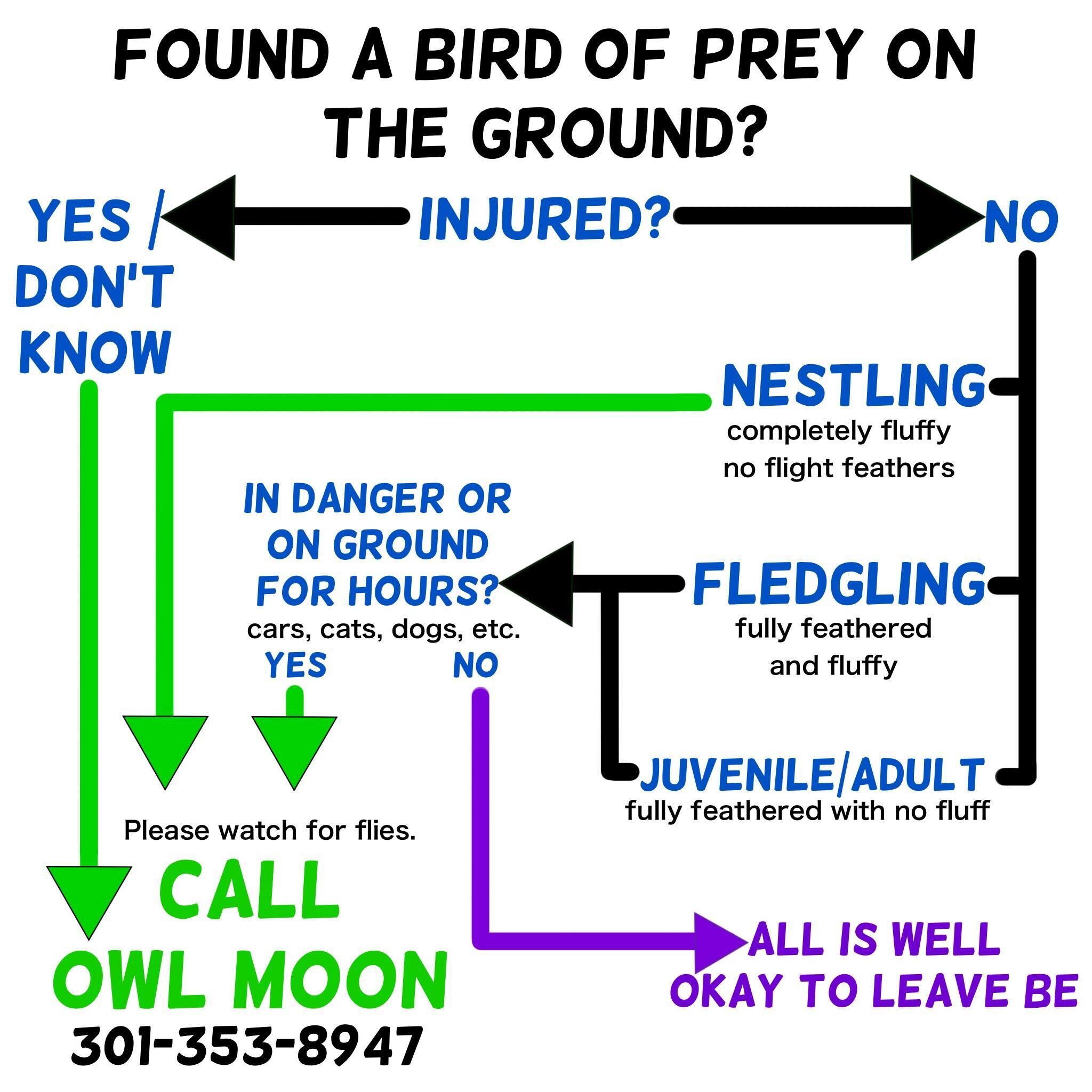 Baby bird of prey on ground decision flow chart. Owl Moon Raptor Center.