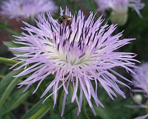 American Basket-flower