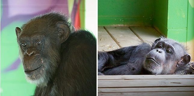 Bienvenue à Blackie et Dolly