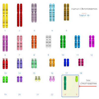 Barth syndrome genetics