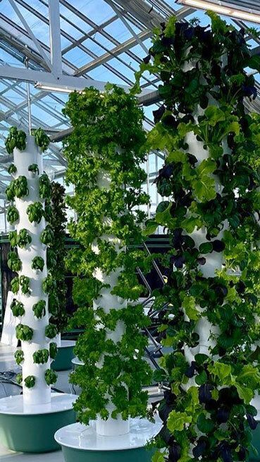 Vertical hydroponic towers with lush greenery inside a well-lit greenhouse.