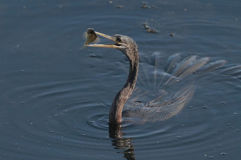 Anhinga